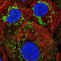 GTP binding protein era homolog Antibody, Novus Biologicals 25 &mu;L; Unlabeled:Antibodies,